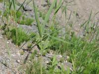 Roseau commun (Phragmites australis)_20