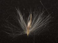 Roseau commun (Phragmites australis)_26