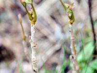 Herbe à puce (Toxicodendron radicans)_3