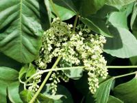 Herbe à puce (Toxicodendron radicans)_8