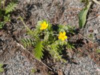 Potentille ansérine (Potentilla anserina)_9