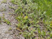 Potentille ansérine (Potentilla anserina)_10