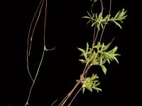 Potentille simple (Potentilla simplex)_7