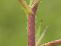 Ronce Alléghanys (Rubus allegheniensis)_14