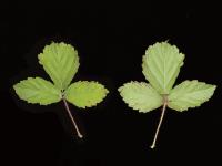Ronce hispide (Rubus hispidus)_4