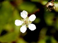 Ronce hispide (Rubus hispidus)_5