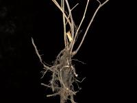 Ronce hispide (Rubus hispidus)_9