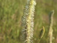 Sanguisorbe Canada (Sanguisorba canadensi)_3