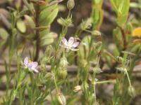 Spergulaire rouge(Spergularia rubra)_3