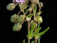 Spergulaire rouge(Spergularia rubra)_8