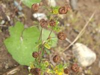 Trèfle doré(Trifolium aureum)_2
