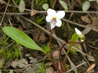 Violette lancéolée(Viola lanceolata)_2