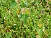Bouleau gris(Betula populifolia)_1