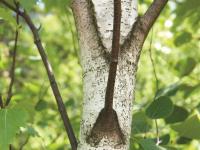 Bouleau gris(Betula populifolia)_5