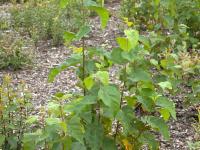 Bouleau blanc(Betula papyrifera)_9