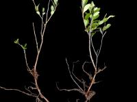 Cassandre caliculé(Chamaedaphne calyculata)_2