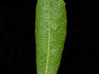 Cassandre caliculé(Chamaedaphne calyculata)_6