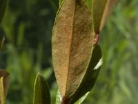 Cassandre caliculé(Chamaedaphne calyculata)_12