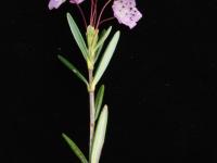 Kalmia feuilles andromède (Kalmia polifolia)_2