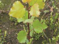 Peuplier deltoïde (populus deltoide)_1