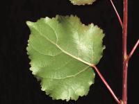Peuplier deltoïde (populus deltoides)_3