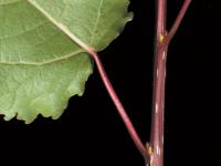 Peuplier deltoïde (populus deltoides)_4