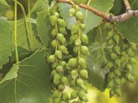Peuplier deltoïde (populus deltoides)_6
