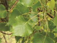 Peuplier deltoïde (populus deltoides)_9