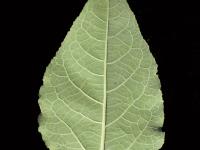 Peuplier baumier (Populus balsamifera)_7