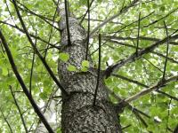 Peuplier baumier (Populus balsamifera)_9