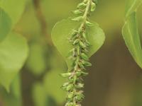 Peuplier faux-tremble (Populus tremuloides)_5