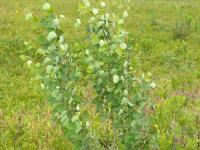 Peuplier faux-tremble (Populus tremuloides)_10