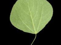 Peuplier faux-tremble (Populus tremuloides)_12