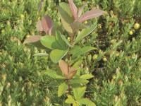 Saule feuilles poirier (Salix pyrifolia)_1