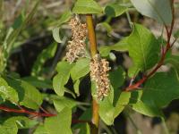 Saule feuilles poirier (Salix pyrifolia)_5