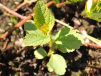 Spirée tomenteuse(Spiraea tomentosa)_1