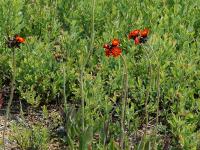Épervière orangée(Pilosella aurantiaca)_5