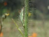 Épervière orangée(Pilosella aurantiaca)_6