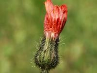 Épervière orangée(Pilosella aurantiaca)_7