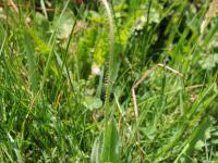 Épervière orangée(Pilosella aurantiaca)_13