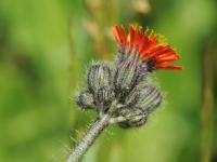 Épervière orangée(Pilosella aurantiaca)_14