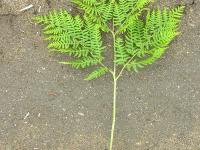 Fougère-aigle (Pteridium aquilinum)_2
