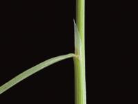 Agrostide scabre(Agrostis scabra)_3