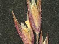 Agrostide scabre(Agrostis scabra)_5