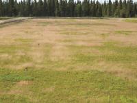 Agrostide scabre(Agrostis scabra)_9