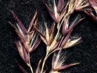Calamagrostide Canada(Calamagrostis canadensis)_2