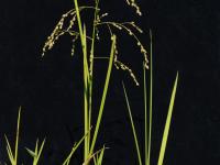 Glycérie Canada (Glyceria canadensis)_1