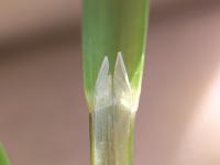 Glycérie Canada (Glyceria canadensis)_2