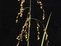 Glycérie Canada (Glyceria canadensis)_6