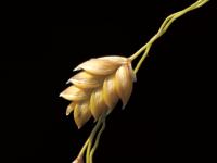 Glycérie Canada (Glyceria canadensis)_7